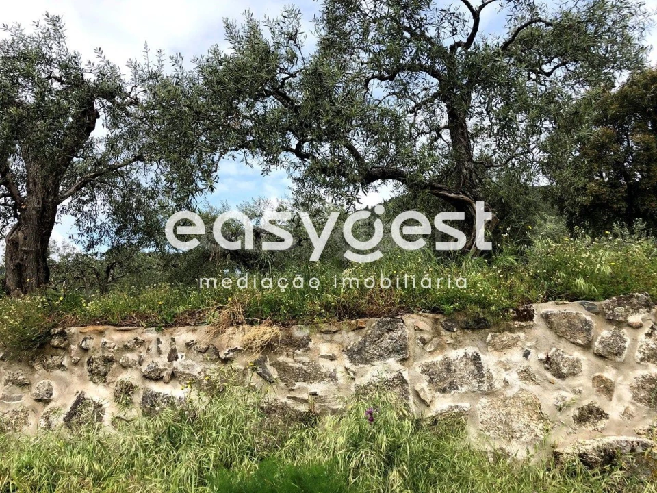 Terreno para Venda em Vale de Prazeres e Mata da Rainha Foto 3