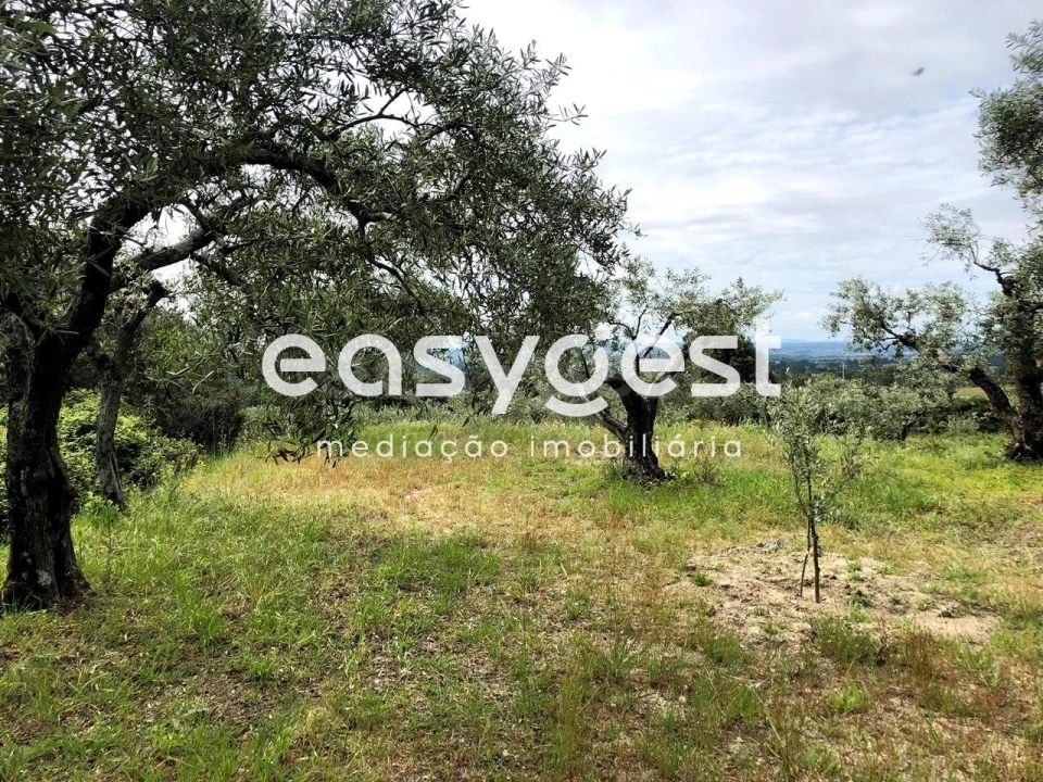 Terreno para Venda em Vale de Prazeres e Mata da Rainha Foto 12