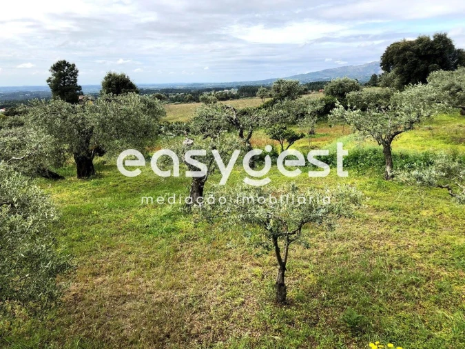 Terreno para Venda em Vale de Prazeres e Mata da Rainha Foto 2