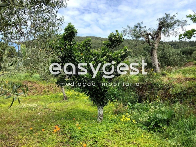 Terreno para Venda em Vale de Prazeres e Mata da Rainha Foto 14