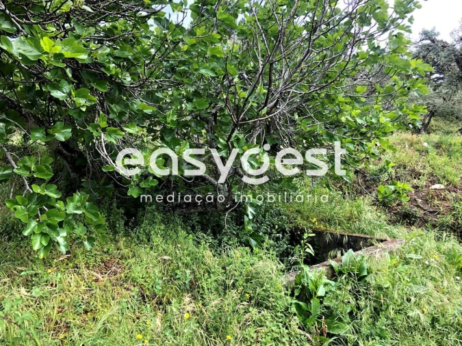 Terreno para Venda em Vale de Prazeres e Mata da Rainha Foto 15