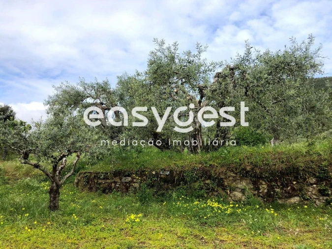 Terreno para Venda em Vale de Prazeres e Mata da Rainha Foto 18