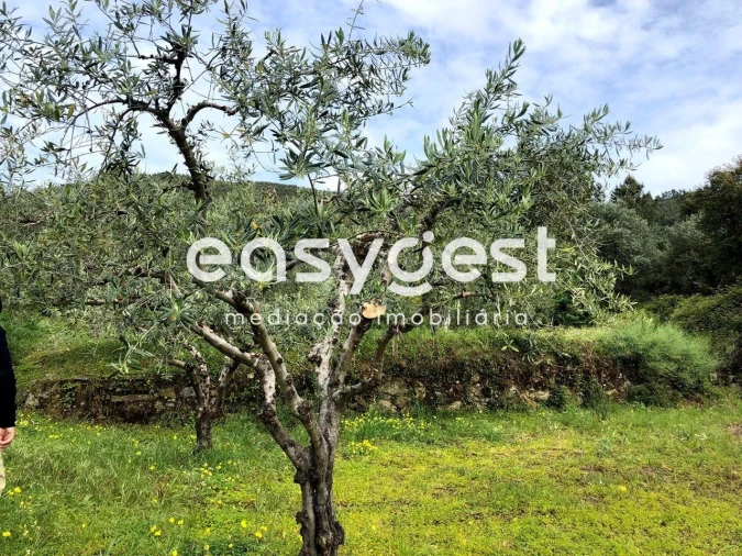 Terreno para Venda em Vale de Prazeres e Mata da Rainha Foto 20