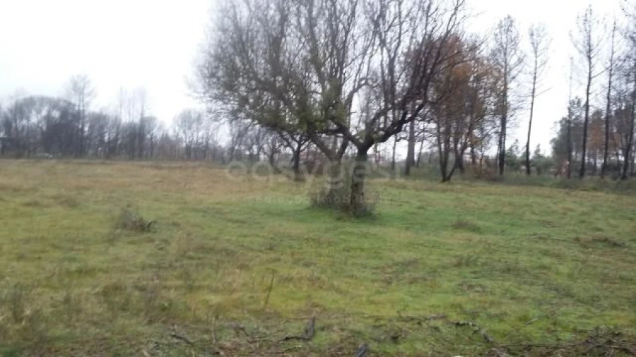 Terreno para Venda em Tourais e Lajes Foto 3