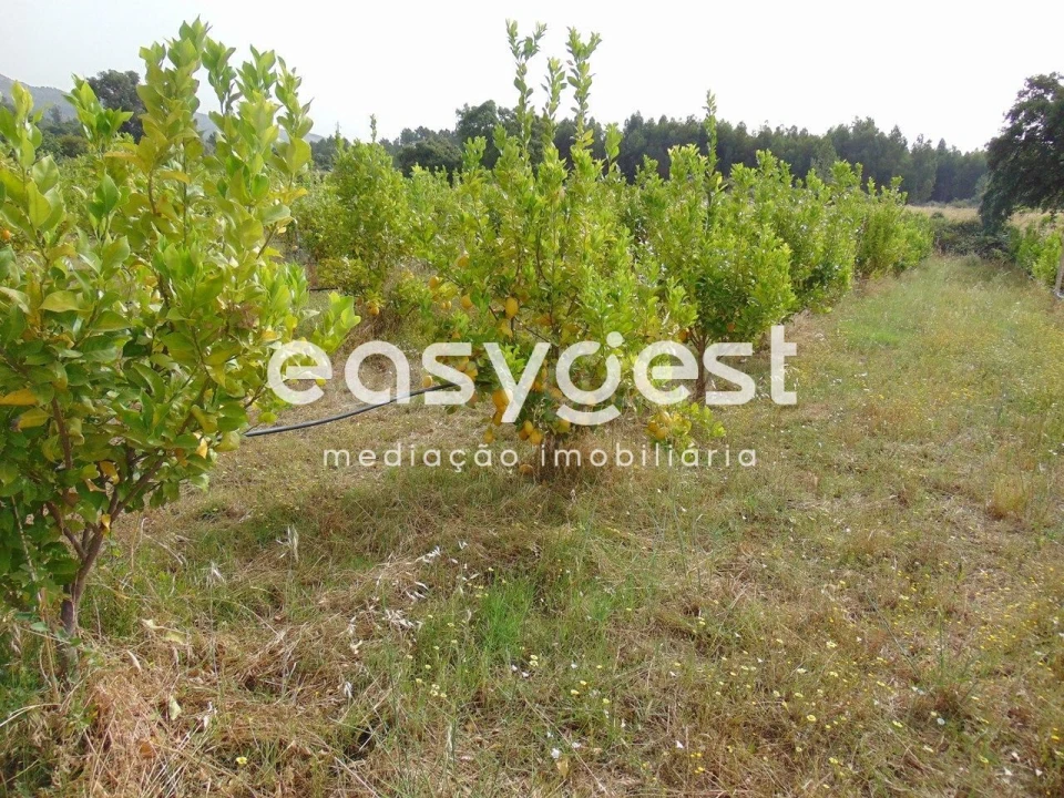 Quinta para Venda em São Vicente da Beira Foto 3