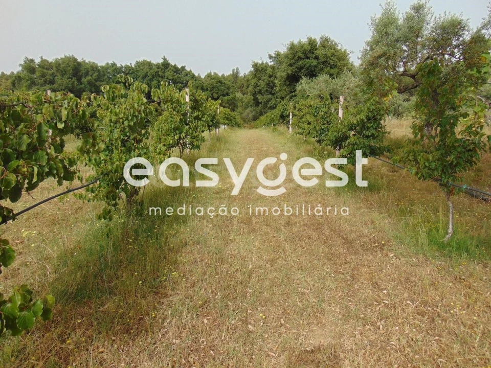 Quinta para Venda em São Vicente da Beira Foto 4