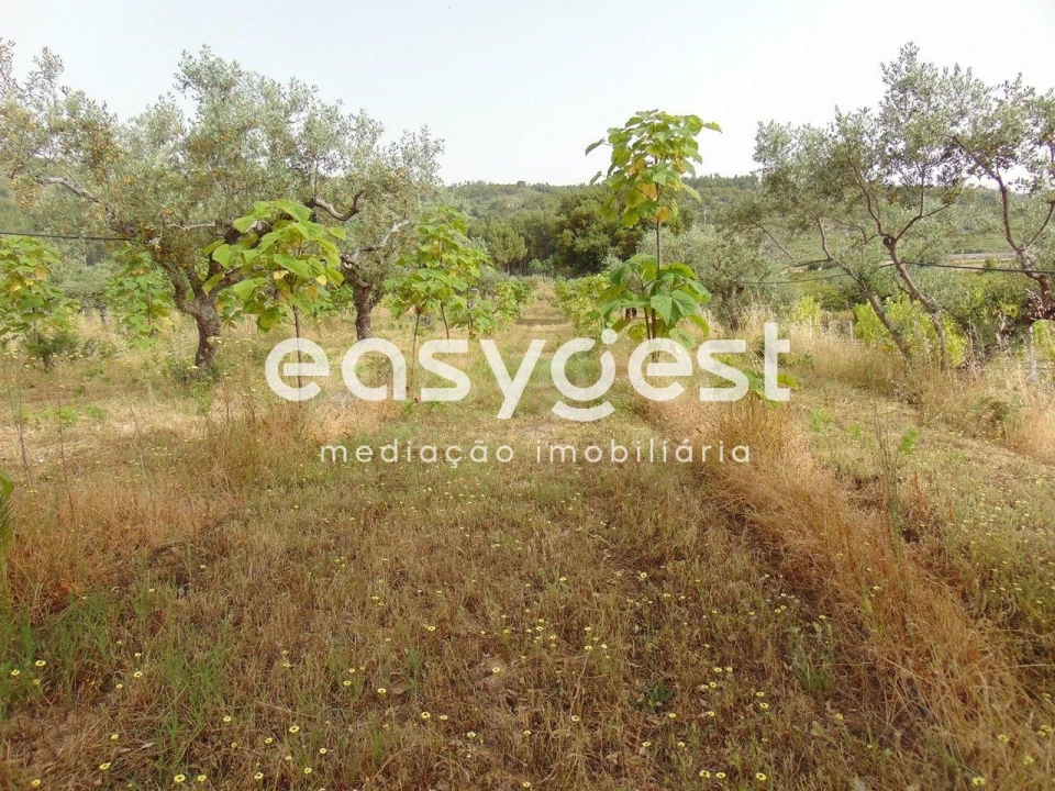 Quinta para Venda em São Vicente da Beira Foto 6