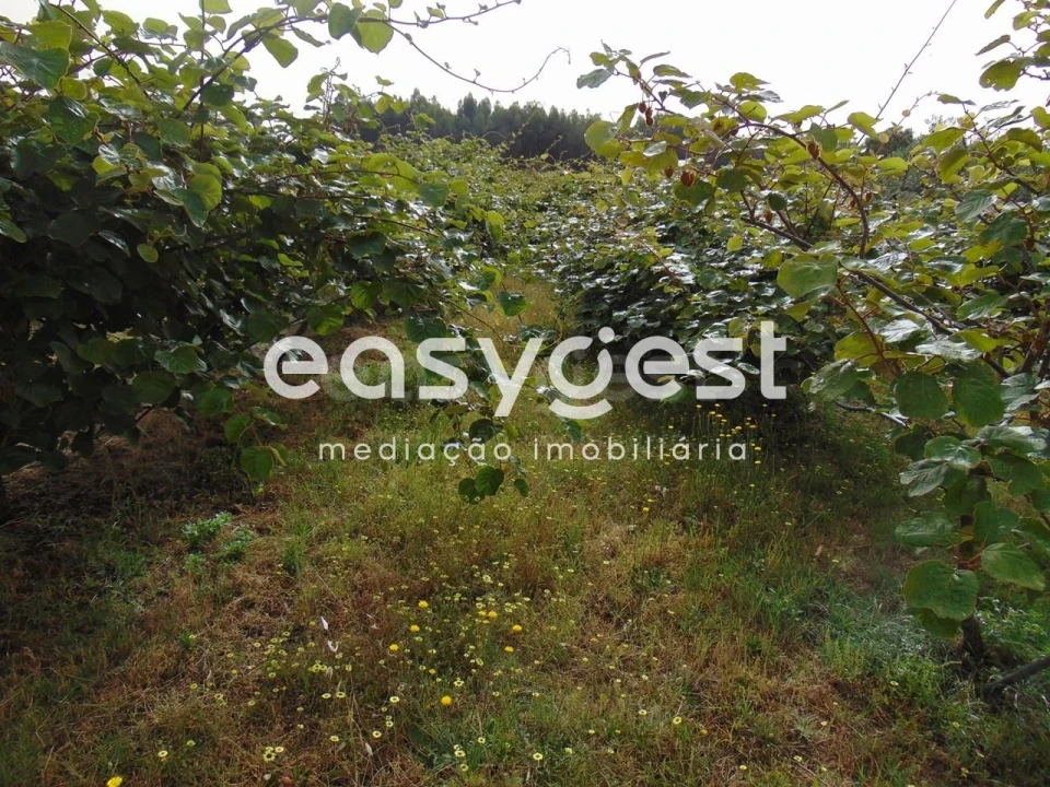 Quinta para Venda em São Vicente da Beira Foto 7