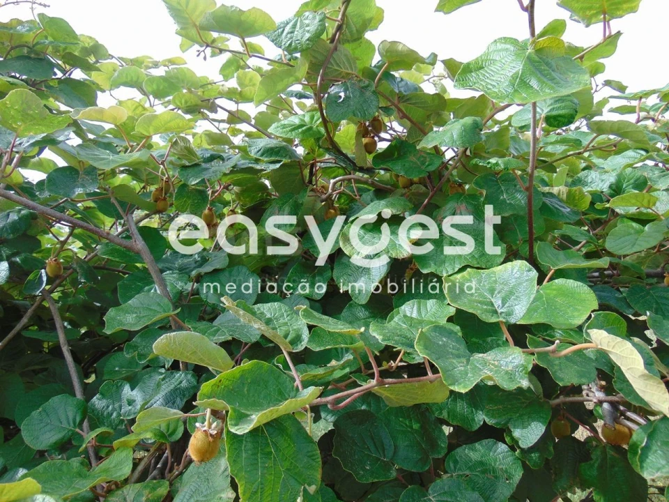 Quinta para Venda em São Vicente da Beira Foto 15