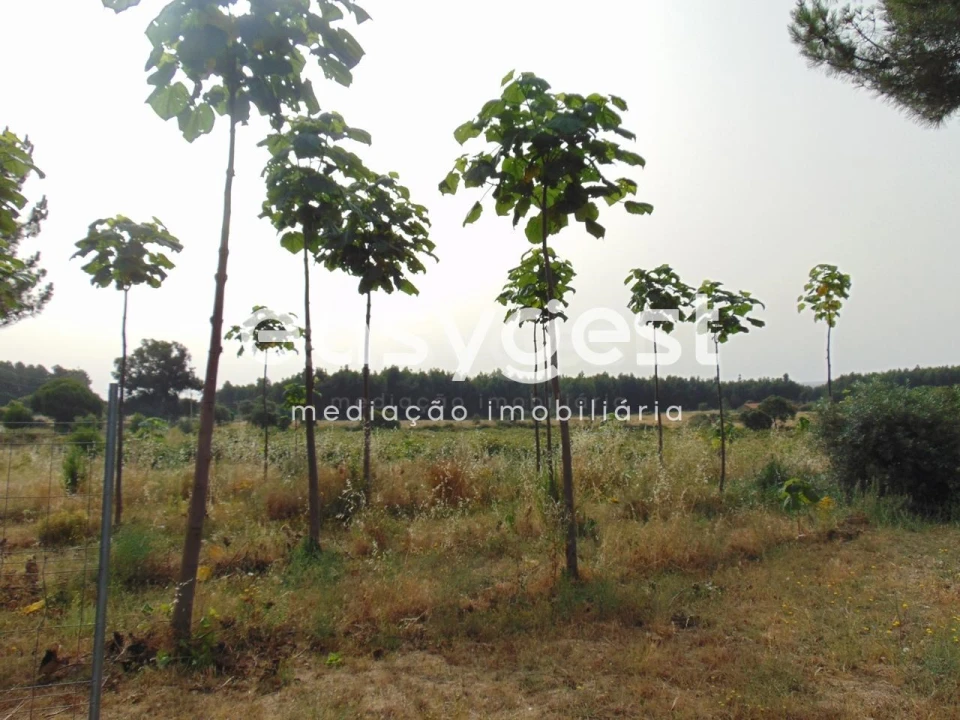 Quinta para Venda em São Vicente da Beira Foto 18