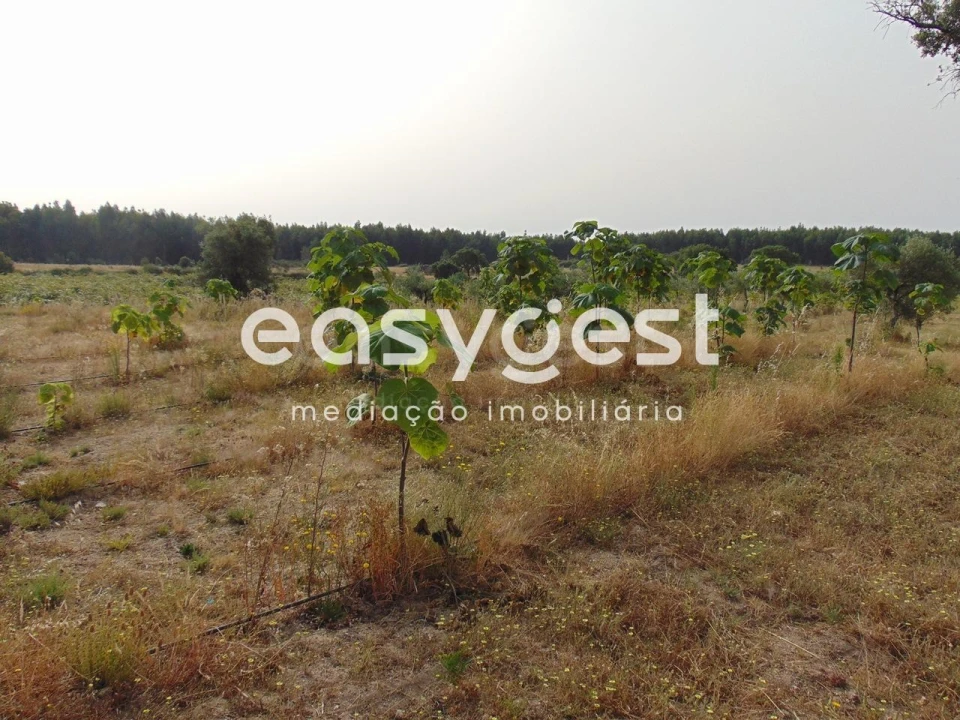 Quinta para Venda em São Vicente da Beira Foto 22