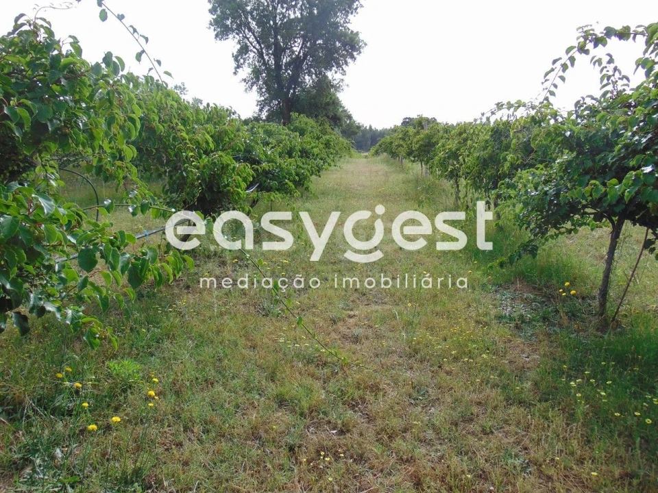 Quinta para Venda em São Vicente da Beira Foto 30