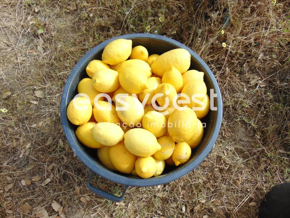 Quinta para Venda em São Vicente da Beira Foto 47