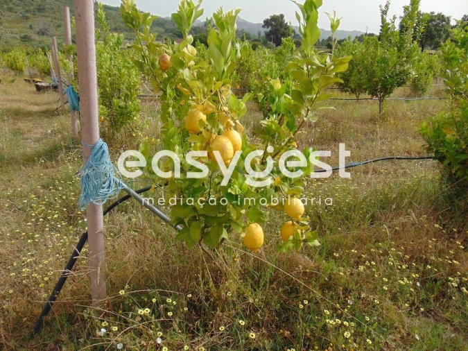 Quinta para Venda em São Vicente da Beira Foto 2