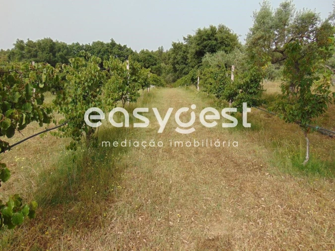 Quinta para Venda em São Vicente da Beira Foto 4