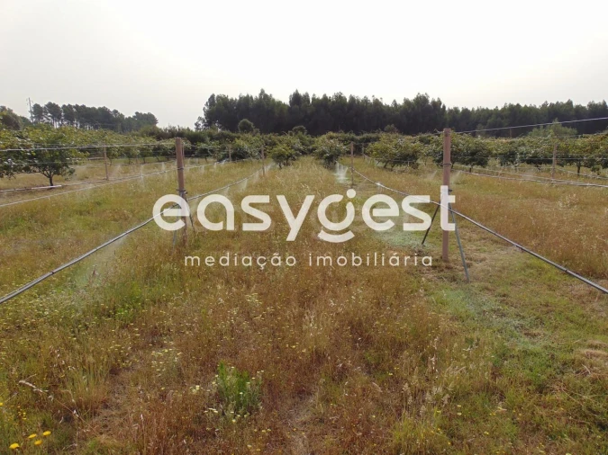 Quinta para Venda em São Vicente da Beira Foto 11