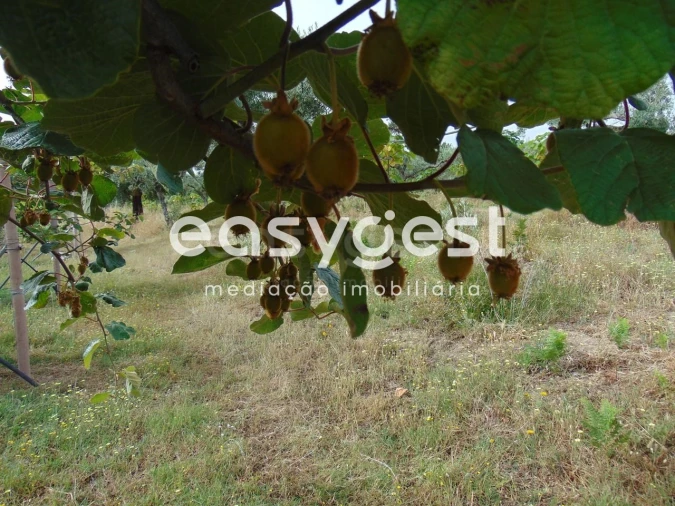 Quinta para Venda em São Vicente da Beira Foto 12