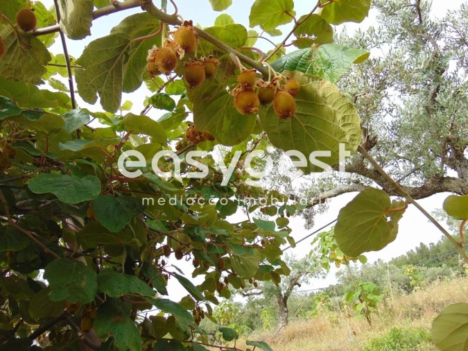 Quinta para Venda em São Vicente da Beira Foto 13