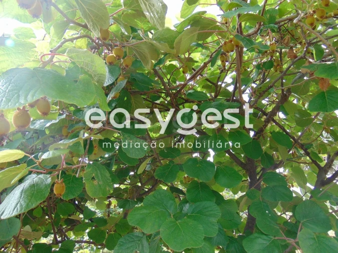 Quinta para Venda em São Vicente da Beira Foto 14