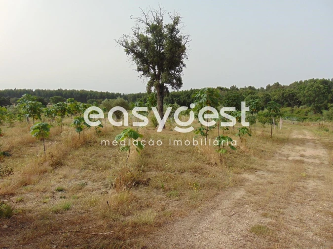 Quinta para Venda em São Vicente da Beira Foto 21