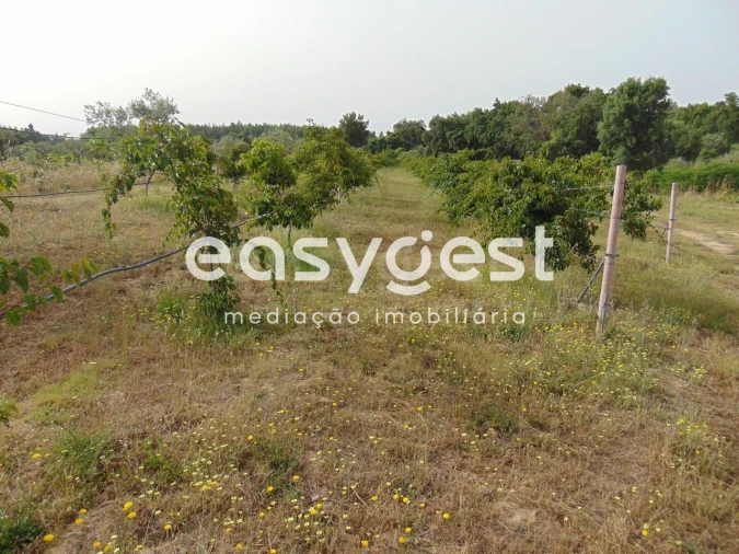 Quinta para Venda em São Vicente da Beira Foto 25