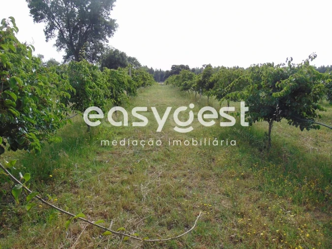 Quinta para Venda em São Vicente da Beira Foto 31