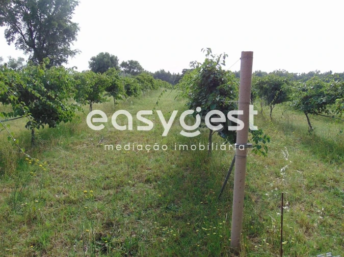 Quinta para Venda em São Vicente da Beira Foto 32