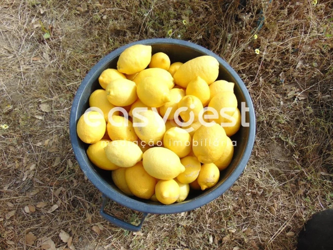 Quinta para Venda em São Vicente da Beira Foto 47