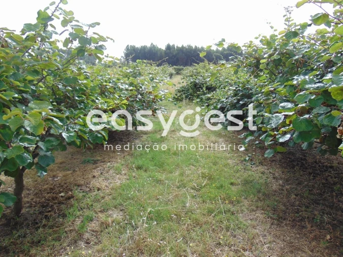 Quinta para Venda em São Vicente da Beira Foto 49