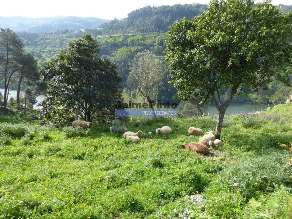 Quinta T0 para Venda em Marco Foto 4