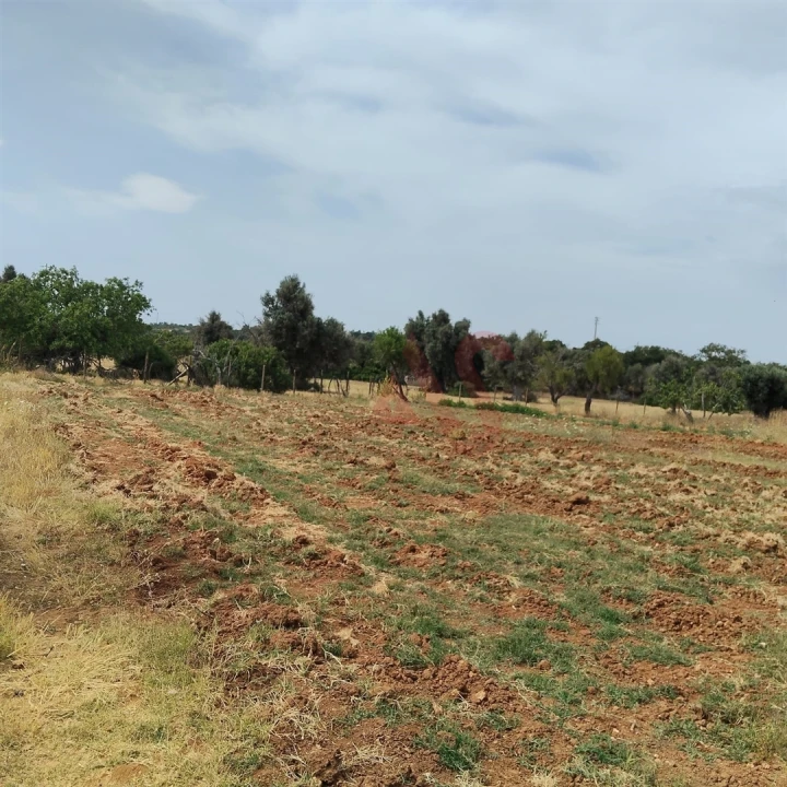 Terreno Agricola ou Rústico para Venda em Guia Foto 10