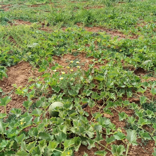 Terreno Agricola ou Rústico para Venda em Guia Foto 11