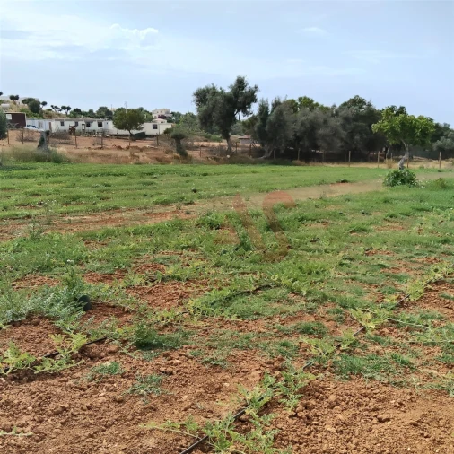 Terreno Agricola ou Rústico para Venda em Guia Foto 4