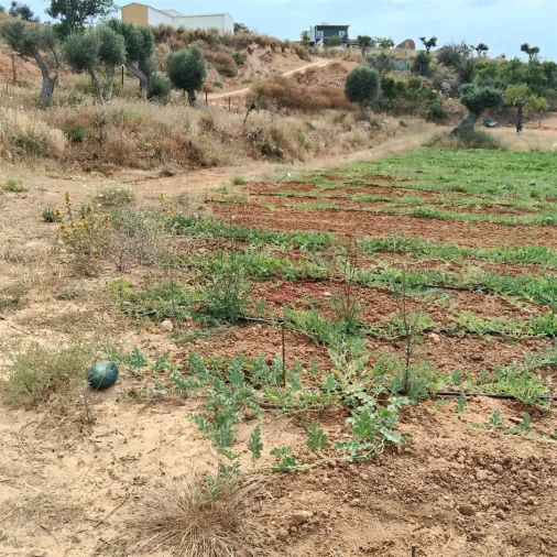 Terreno Agricola ou Rústico para Venda em Guia Foto 7