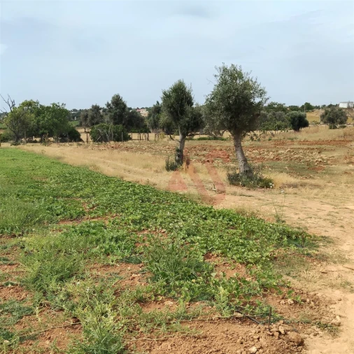 Terreno Agricola ou Rústico para Venda em Guia Foto 6