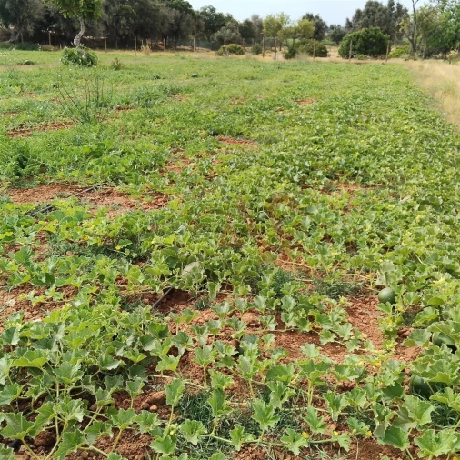 Terreno Agricola ou Rústico para Venda em Guia Foto 5