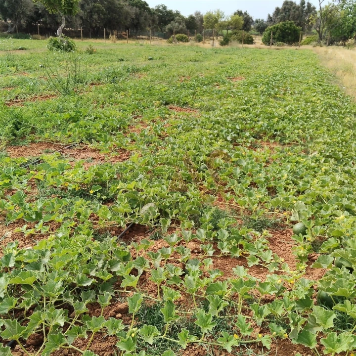 Terreno Agricola ou Rústico para Venda em Guia Foto 5