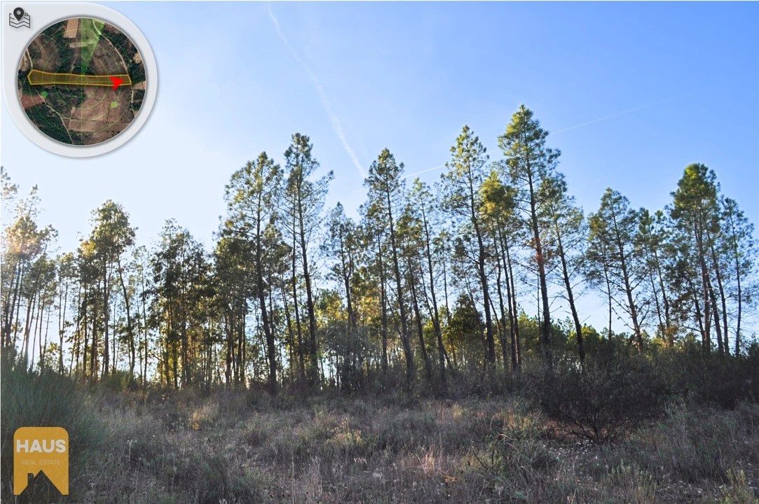 Terreno Agricola ou Rústico para Venda em Freixial e Juncal do Campo Foto 12