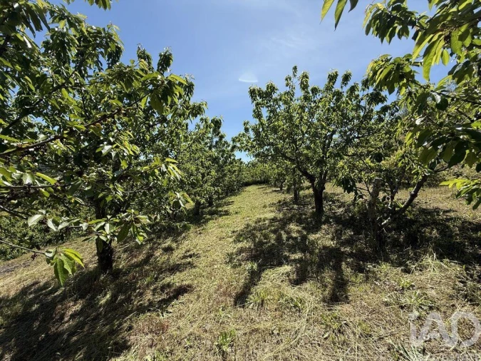 Moradia T4 para Venda em Gestaço Foto 27