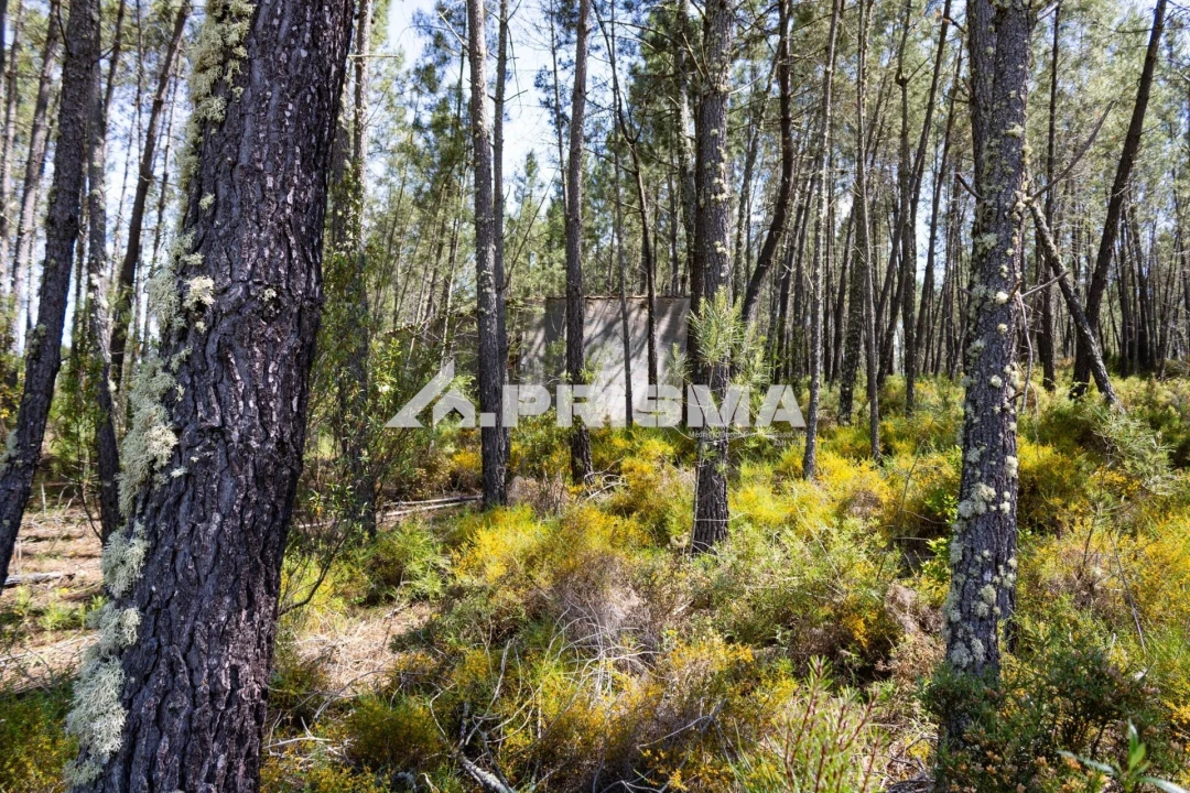 Terreno para Venda em Santo Andre das Tojeiras Foto 21