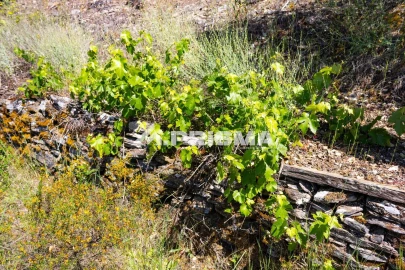 Terreno para Venda em Santo Andre das Tojeiras