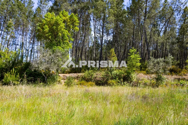 Terreno para Venda em Santo Andre das Tojeiras Foto 17