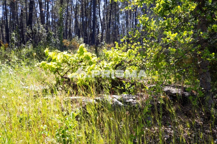 Terreno para Venda em Santo Andre das Tojeiras Foto 25