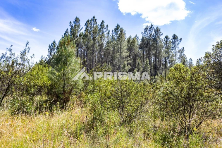 Terreno para Venda em Santo Andre das Tojeiras Foto 14