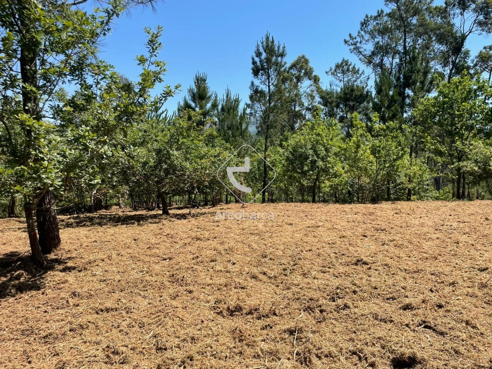 Terreno para Venda em Aguiã Foto 6