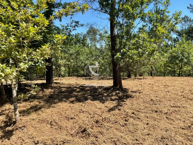 Terreno para Venda em Aguiã Foto 9