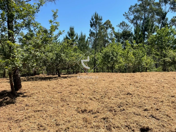 Terreno para Venda em Aguiã Foto 6