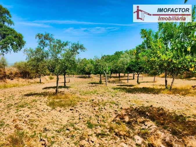 Quinta para Venda em São Miguel de Acha Foto 17