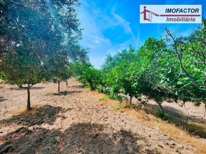 Quinta para Venda em São Miguel de Acha Foto 14