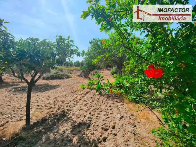 Quinta para Venda em São Miguel de Acha Foto 9